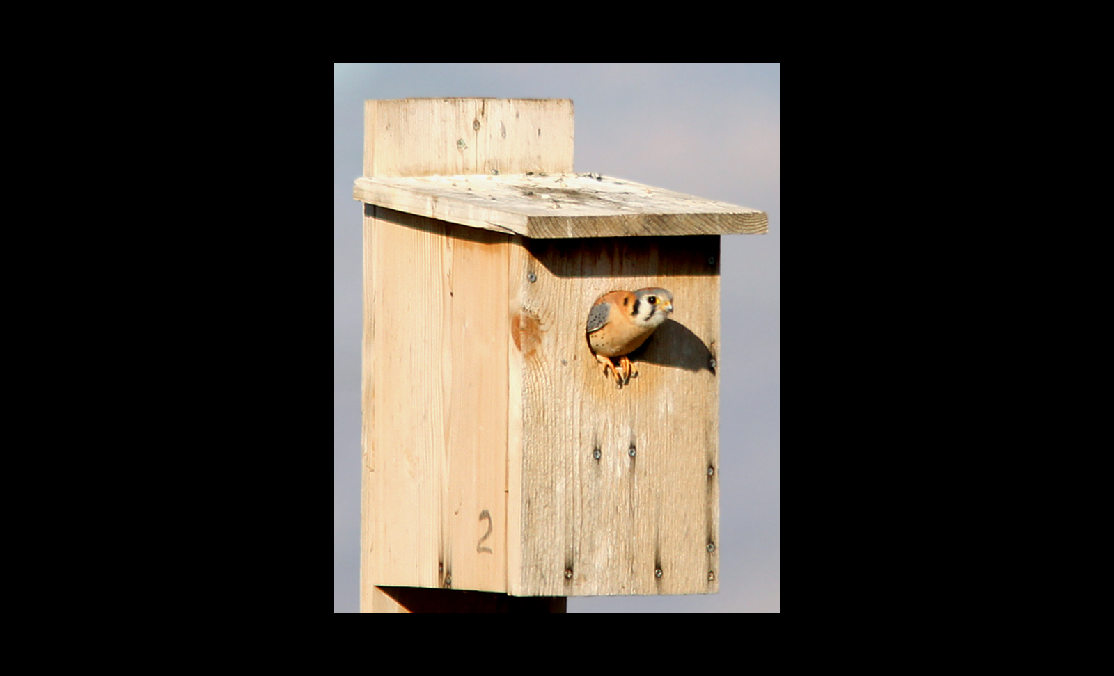 A kestrel sitting in birdhouse