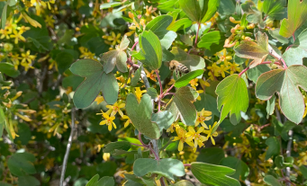 Bee on a flowering tree