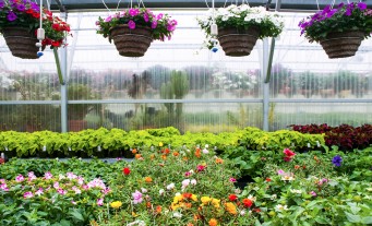Plants and flowers in a greenhouse