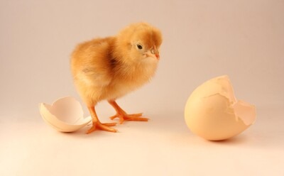 Which Came First – The Chicken or The Egg?