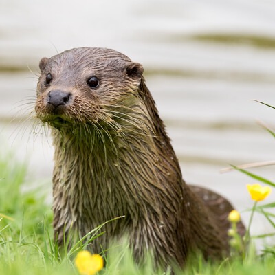 Otter in grass by a river