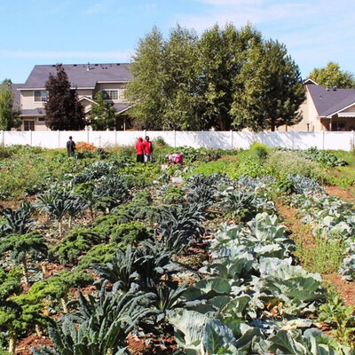 Individuals working in an outdoor vegetable garden
