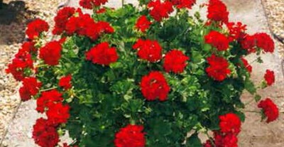 Red Flower Basket