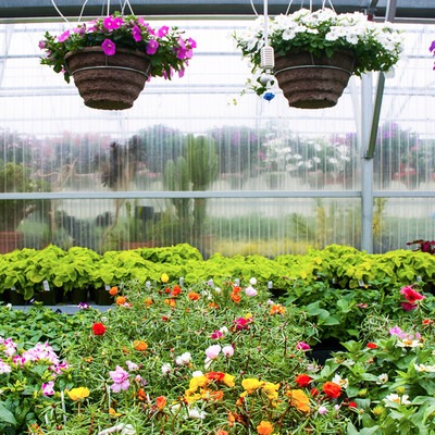 Plants and flowers in a greenhouse