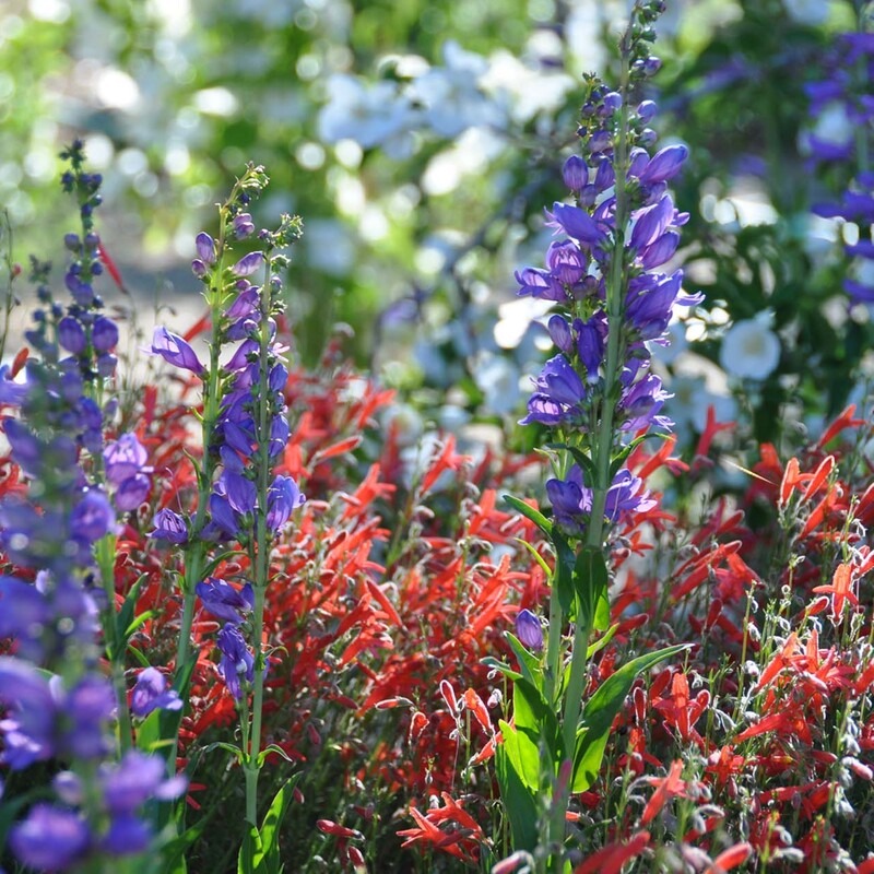 Purple, red, and while wild flowers bloom in a field.