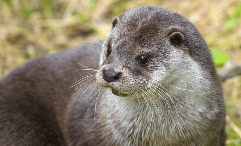 photo of an otter
