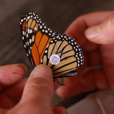Close up of Monarch butterfly with tag sticker
