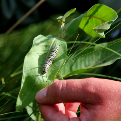 Researchers find evidence that the plants are being used by Monarchs.