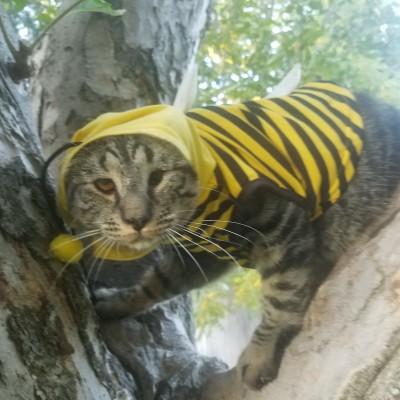 2nd/3rd Place, Best Dressed Pet – “Bee Cat” submitted by Jennifer Pope 