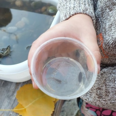 Close up of cup of water with tadpole.