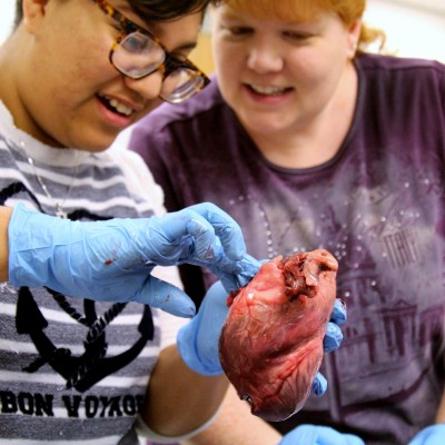 Students studying pork heart.