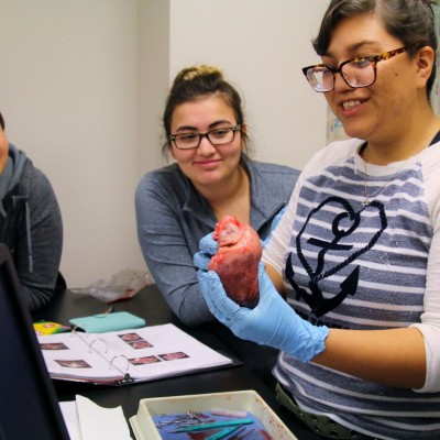 Students at table examining pork heart.