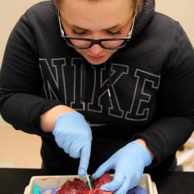 Student cutting open pork heart.
