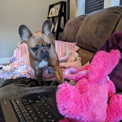 A dog next to an employee's laptop on a couch