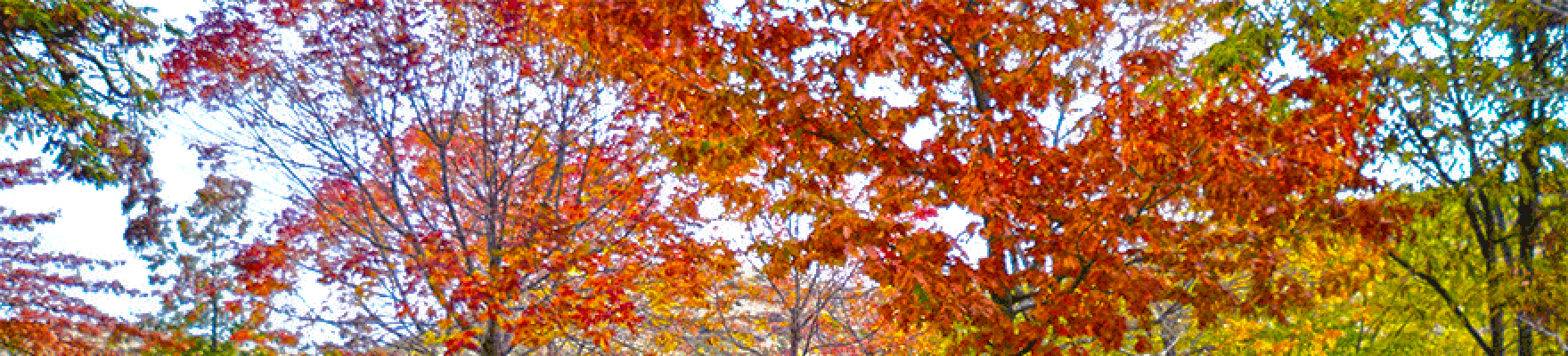 Close up of tops of trees with colorful leaves.