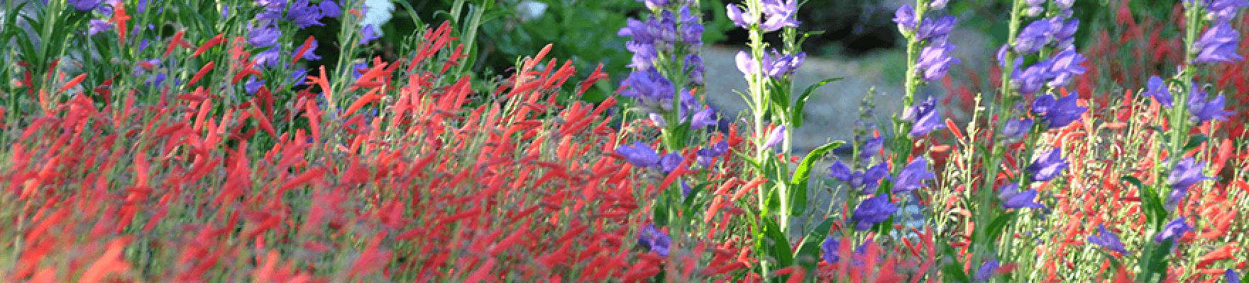 Close up of red, and purple flowers.
