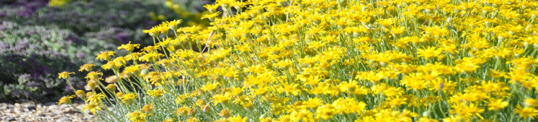 Close up of a bush of yellow flowers.