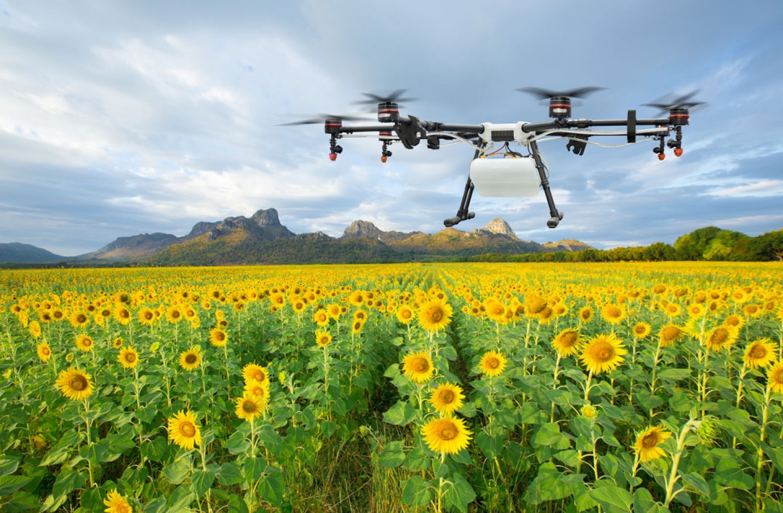 Drone in an agriculture application over a field of sun flowers.
