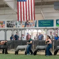 Canyon County Sheep Showing