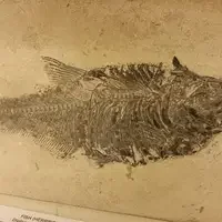 museum artifact