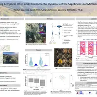 Rachel Capezza Project