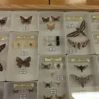 museum artifacts