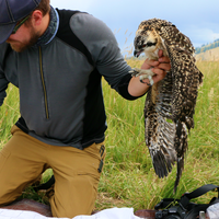 Osprey are fairly tolerant of human activity.