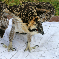 Each nestling was weighed, measured, checked from wing-to-wing, and photographed before being safely returned to its nest.
