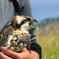 Each student was responsible for collecting and analyzing his or her own data.