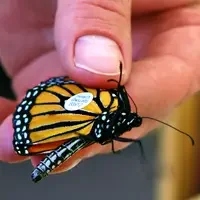 Monarch Research Project at CWI