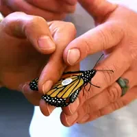 Monarch Research Project at CWI