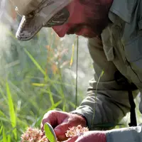 Instructor inspecting milkweed