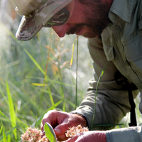 Monarch butterflies’ natural habitats are dwindling nationwide. Their survival is in jeopardy.