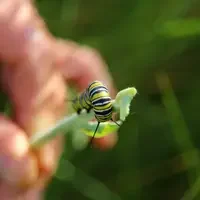 Much like bees, Monarchs help farmers pollinate crops. 