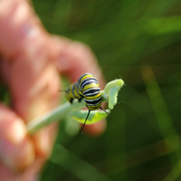 Much like bees, Monarchs help farmers pollinate crops. 