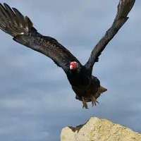 Raptor in flight