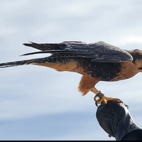 Bird on handlers hand