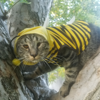 2nd/3rd Place, Best Dressed Pet – “Bee Cat” submitted by Jennifer Pope 