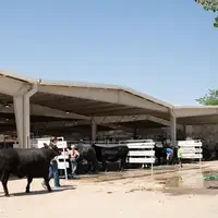 A scene from a county fair.