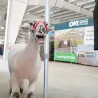 A scene from a county fair.
