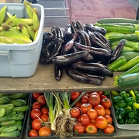 Table of vegetables from the community garden grown by students