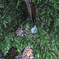 B-3930 was spotted in a tree in Santa Cruz. (Photo Courtesy: John Dayton)