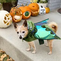 “Bella the Dragon” submitted by Stacy Hardy