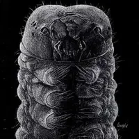 "Little Monster" by Brad Gourdin