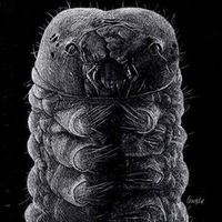 "Little Monster" by Brad Gourdin