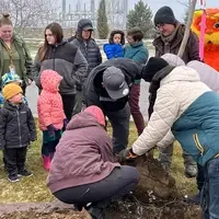 Faculty and staff lifting the tree into the hole to be planted