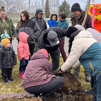 Faculty and staff lifting the tree into the hole to be planted