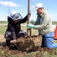 Students moving tree