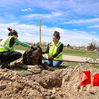 Students working on planting a tree
