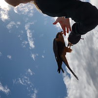 Bird resting on handlers arm